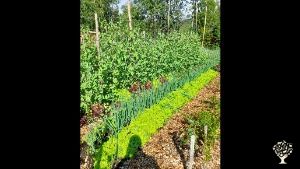 Permaculture homestead with focus on biodiversity and berry farming.