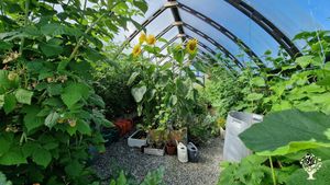 Organic smallholding by the sea