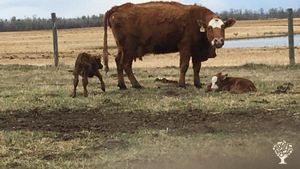 Cattle Ranch