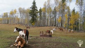 Horse Ranch, Animal Rescue, Nonprofit