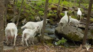 Goat dairy in a woodland, and mountain blueberries