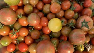 BIPOC-operated certified organic vegetable farm in Lincoln, MA
