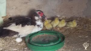 Duck with ducklings 