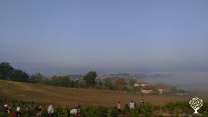 Domaine viticole bio - vinification naturelle
