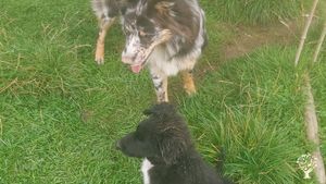 Elevage familial de canards