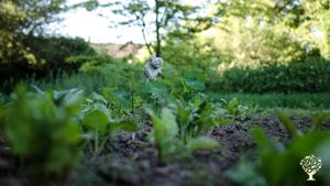 Communal Living Group