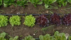 Azienda agricola con produzione di piante officinali, piccoli frutti e ortaggi di montagna