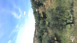 Produzione ortaggi, Olivi