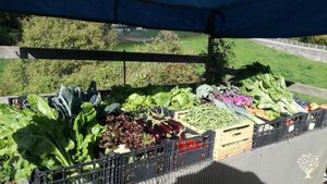 Produzione ortaggi