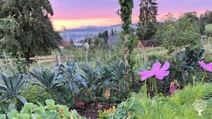 The garden in all it's morning glory