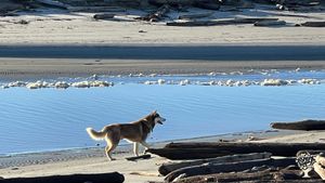 Organic grower, wild harvester, botanical remedies