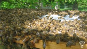 Agritourism Destination, Hobby Farm, Livestock Farm, Orchard, Family farm