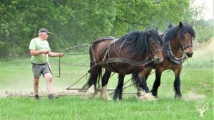 Öko-Landwirtschaft im Nebenerwerb mit Kühen, Hühnern, Schweinen und vielen weiteren Tierarten