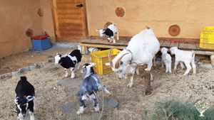 <GW109>가축과 숲 사람이 더불어 18세기 농업 구현  / Livestock, Forests, and People Together Realizing 18th-Century Ag