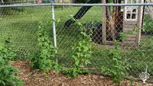 Raspberry Bushes 2022