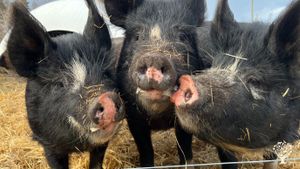 Diversity farm with permaculture of fruit and berries.