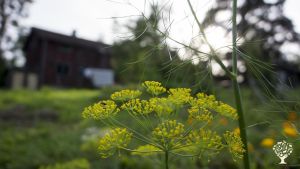 Permaculture homestead & education centre