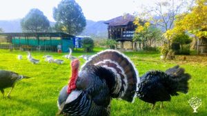 Çiftlik etkinlik alanı