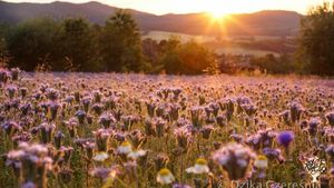 Alternative co-operative community, Intentional Community, Eco Lodge/Wilderness Adventures