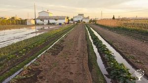 Family home and garden - rural, Market Garden