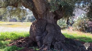 Azienda agricola biologica specializzata nella coltivazione e trasformazione piante officinali