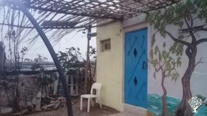 Planting trees, vegitables, weeding feeding dogs