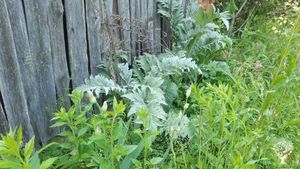 biodynamics at play