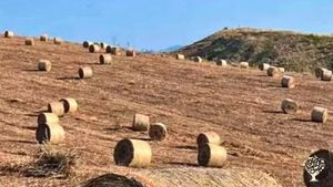 Alleviamo bestiame, ovino,suino,bovino,e produzione cereali  siamo  bio da più di 20anni