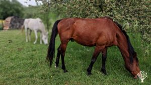 Ekologické hospodářství, chov koní, pěstování zeleniny a ovoce, výroba sýrů, cideru atd.