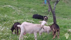 Family farm - looking for long term wwoofer