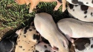 Regenerative Organic farm