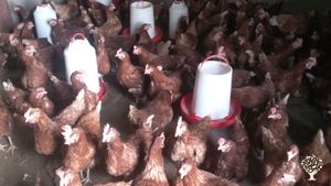 Poultry Farming in Arusha region, northern part of Tanzania