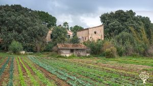 Organic certified Farm - vegetables, eggs and meat