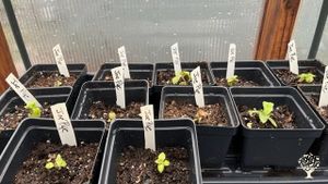 Lavender and herb farm