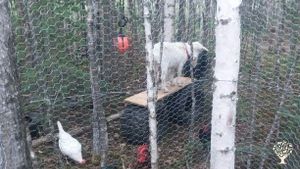 Homestead, Garden, Vegetables, Community, Ranch/Livestock