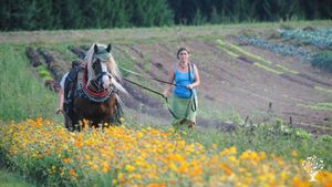 Community farm/ Hofgemeinschaft/ Zugpferde/ Gemüse