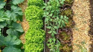 O Alcouve da Moura somos una cooperativa de trabajo asociado situada en el suroeste de Galicia.