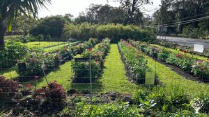 The Dahlias in bloom.