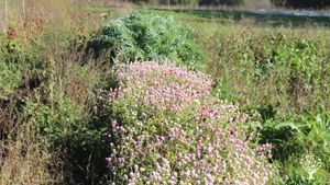 Ferme apiflorale - apiculture et floriculture