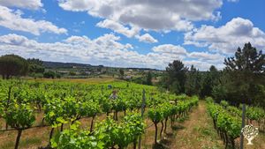 Vineyard; olive grove; forest, fruits and flowers