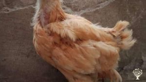 Family home and garden - urban, Livestock Farm, Mixed Farm