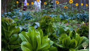 Gemeinschaft, Piccola fattoria, Comunità intenzionale, Frutteto, Produzione ortaggi