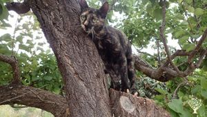 Sweet Family farm close to Olhão