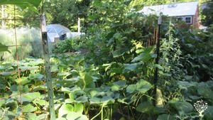 Homestead creating joyful, cooperative living with opportunity to manifest personal gifts & passions