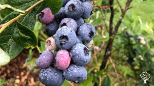 Ferme fruitière biologique - Autocueillette de bleuets et autres fruits