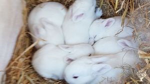 Agritourism Destination, Farm