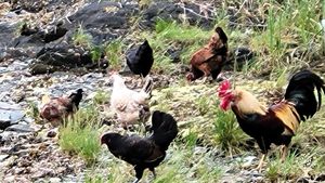 Free range chickens on the beach