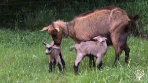 On our farm in Obod near Mojkovac, we keep 36 goats and produce traditional homemade goat cheese.