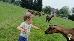 Ekologické hospodářství s pěstováním obilí, senáží , sena a chovem dobytka. Výroba sýrů.