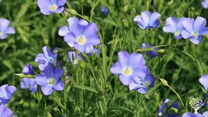 Vielfältiger Selbstversorgerhof erzeugt Lebensmittel mit Zusatznutzen